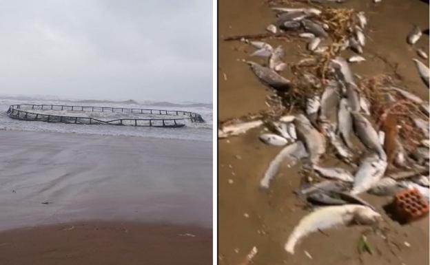 El temporal arrastra hasta la costa una piscifactoria de Valencia y las casas de El Perelló se llenan de peces