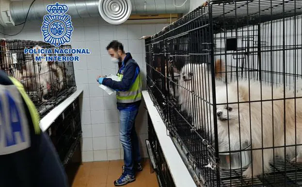 La Policía desmantela en Madrid dos criaderos ilegales de chihuahuas y rescata a 270 perros