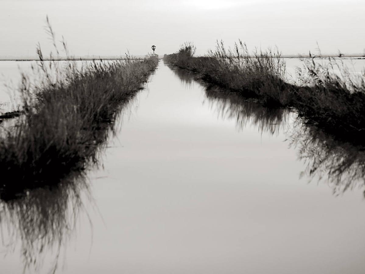 Los arrozales de la Albufera