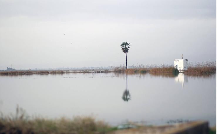 Del barro saldrá el arroz