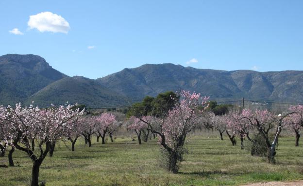 Alcalalí reivindica sobre el escenario la protección de sus almendros