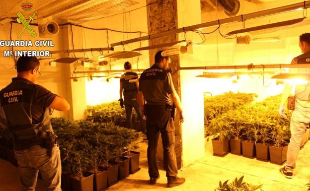 Desmantelado un cultivo de 340 plantas de marihuana en Llombai