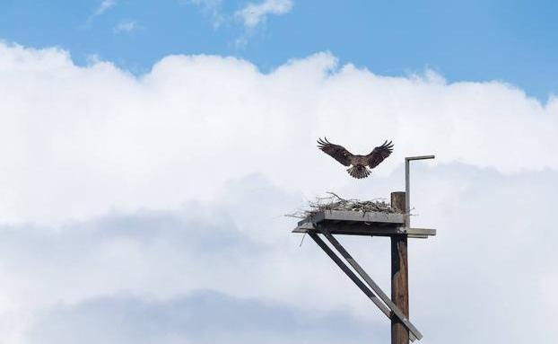 Muere electrocutada un águila pescadora en la Albufera de Valencia