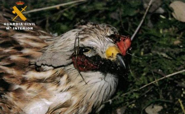 Envenenados un águila imperial ibérica y tres milanos reales en una finca de Toledo