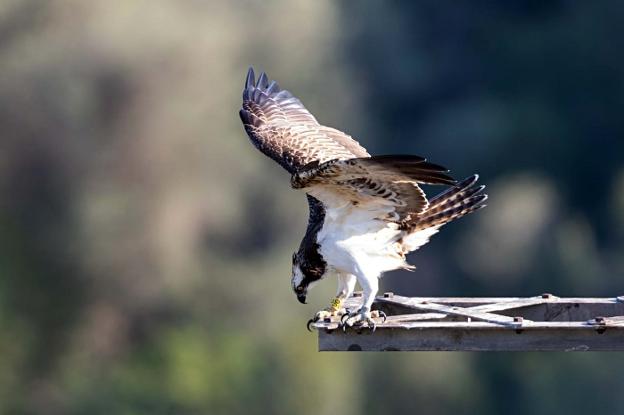 La fiscalía investiga la muerte de 44 rapaces electrocutadas en la Albufera