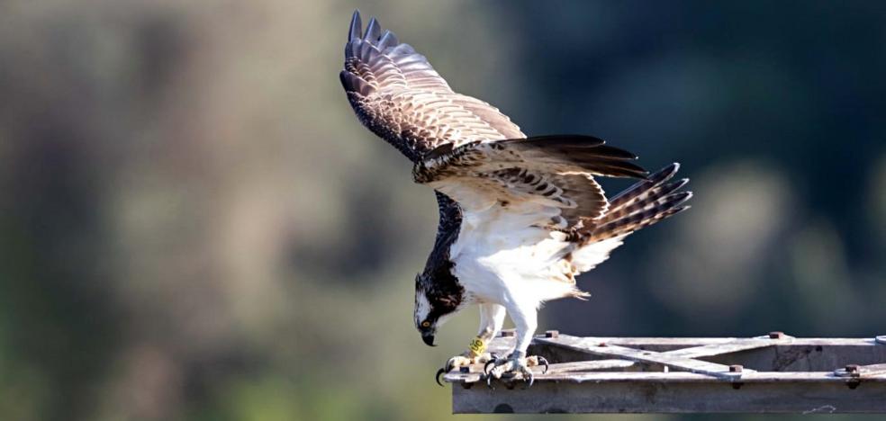 La fiscalía investiga la muerte de 44 rapaces electrocutadas en la Albufera