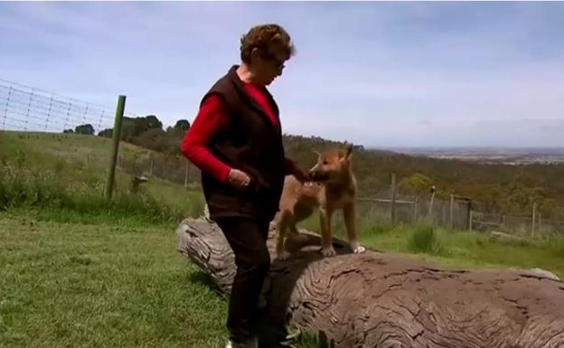 Vivía con un lobo pensando que era un perro