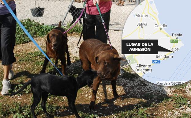 Cuatro meses de cárcel por agredir a un hombre que empujó a su perro en Calpe