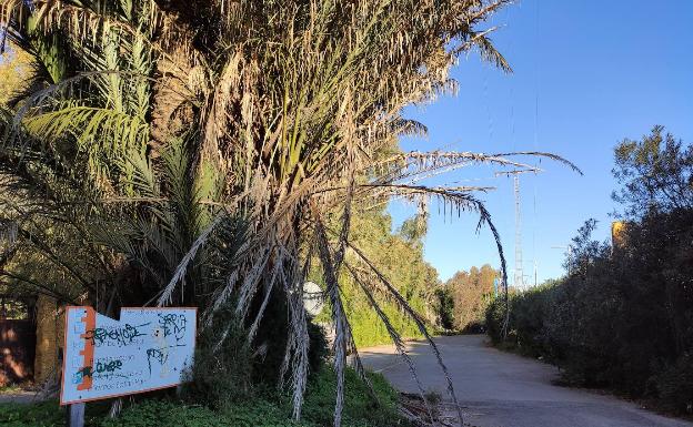 El Ayuntamiento de Dénia se opone a que se celebre el festival Octopus en el Safari Park