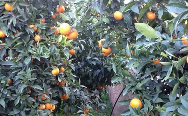 Condenan a cárcel a un agricultor de Benifairó de la Valldigna por explotar la mandarina Orri sin autorización