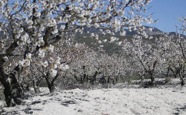 El mejor paraje de cerezos en flor de España está en la Comunitat