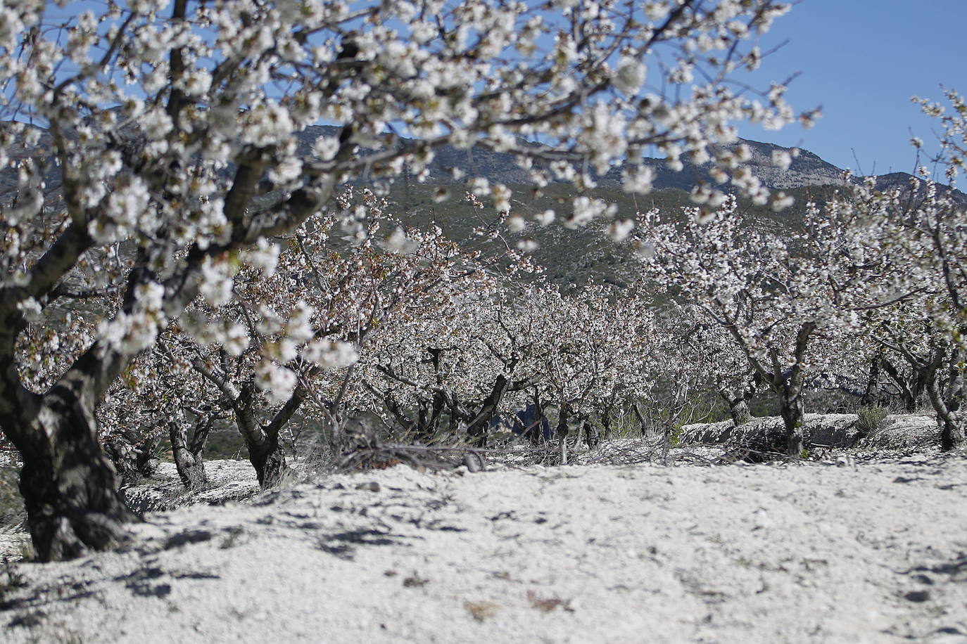 La Vall de Gallinera, el mejor paraje de cerezos en flor de España