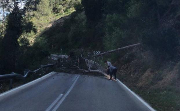 La caída de un pino a causa del viento corta la carretera CV-700 entre l'Atzúbia y la Vall de Gallinera