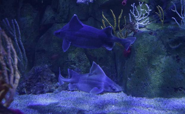 El Oceanogràfic es el único acuario del mundo con una pareja de tiburón cerdo