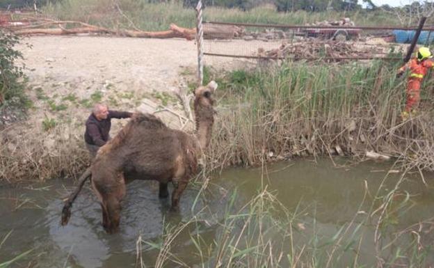 Rescatan a un dromedario que se había caído en una acequia en Alfafar