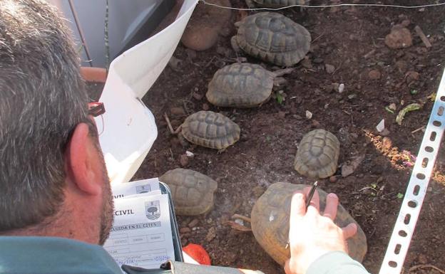 Investigan a un hombre por utilizar su casa de Puzol como criadero de tortugas de una especie protegida