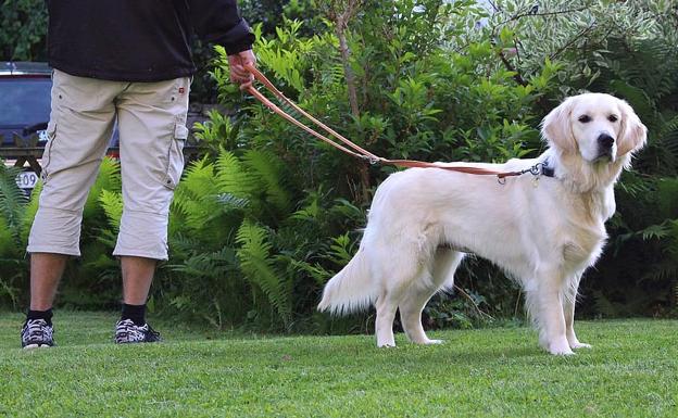 Normas y consejos para pasear perros durante la cuarentena