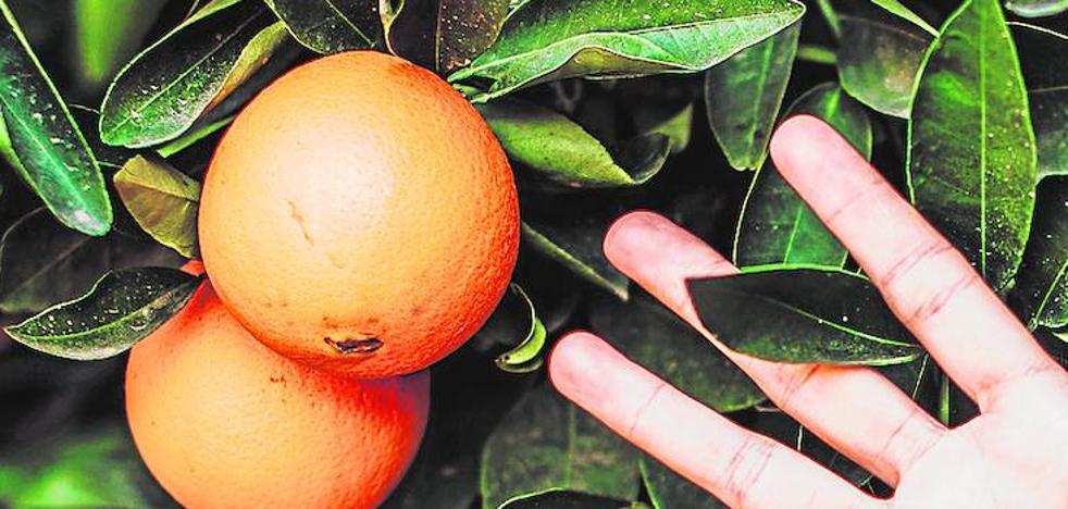 Los alimentos no propagan el coronavirus