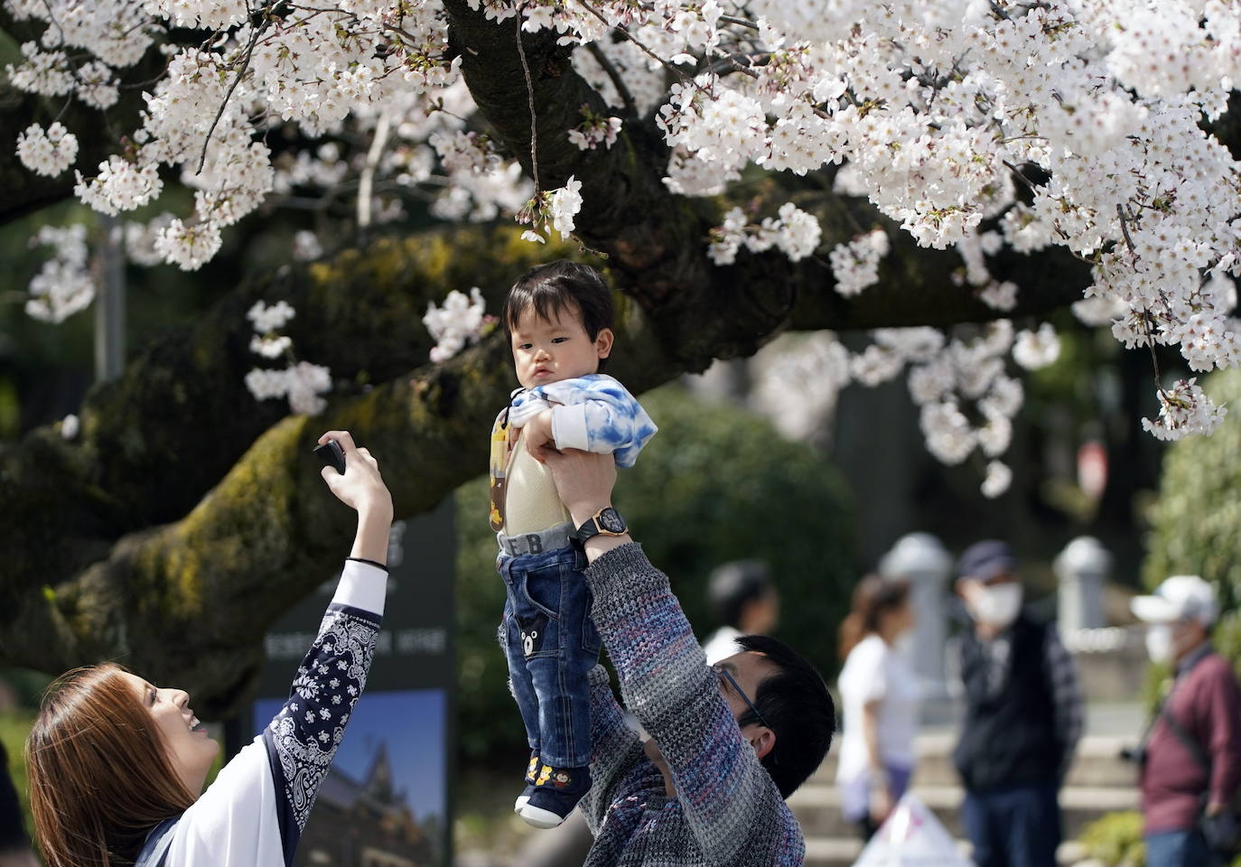 Llega la primavera: la explosión de los cerezos en flor