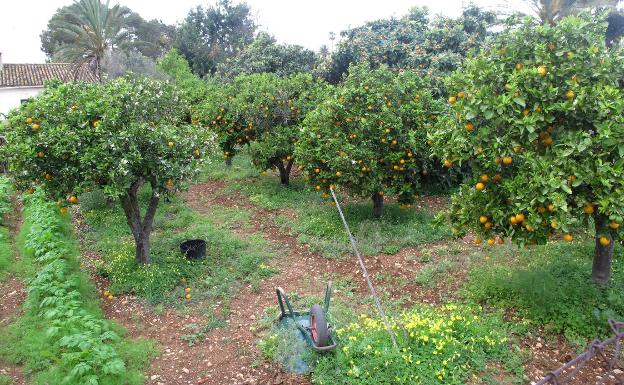 Empresas citrícolas alquilan autobuses para que las cuadrillas recojan la naranja