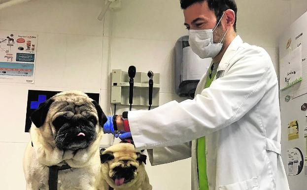 «Ahora es esencial la salud de las mascotas»