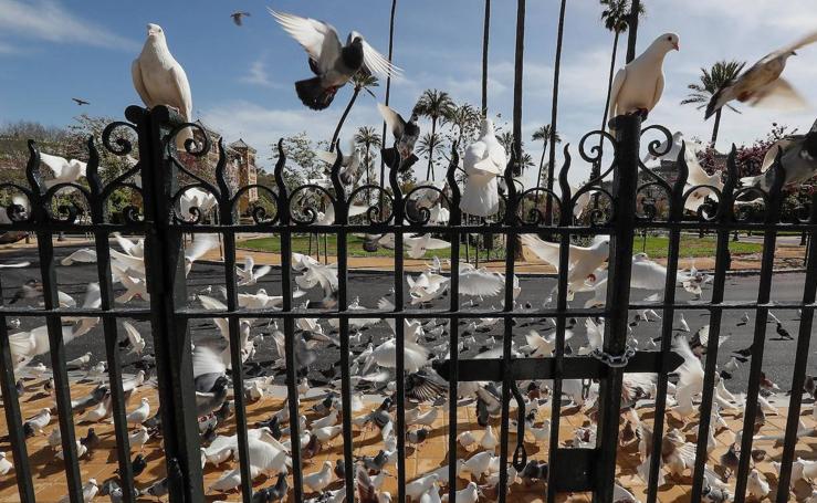 Las palomas toman las ciudades