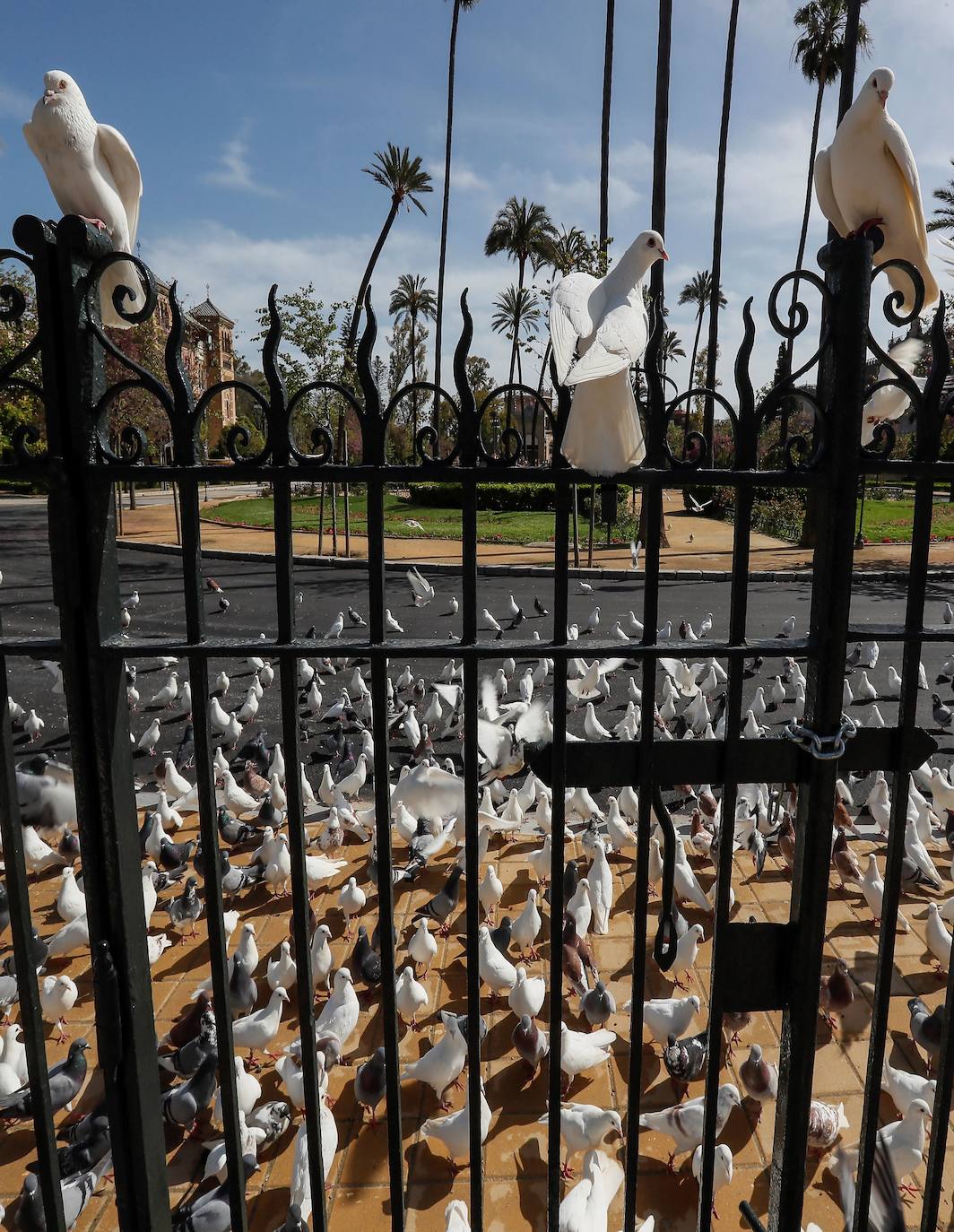 Las palomas toman las ciudades