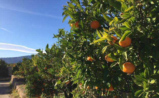 La venta de naranja en Europa para combatir el Covid-19 reanima la agricultura