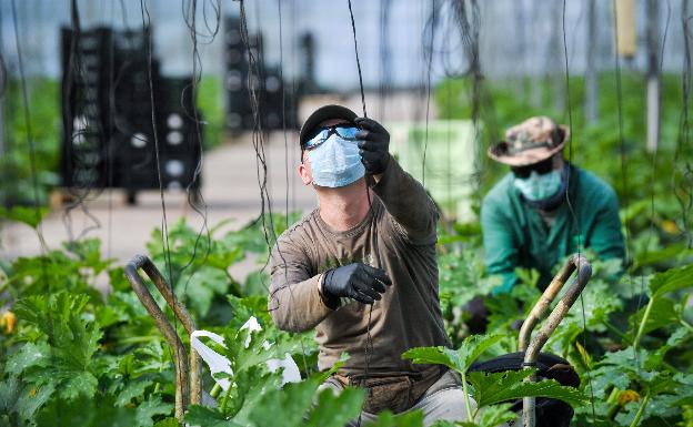 El ministerio de Agricultura propone contratar a parados en el campo ante la falta de mano de obra