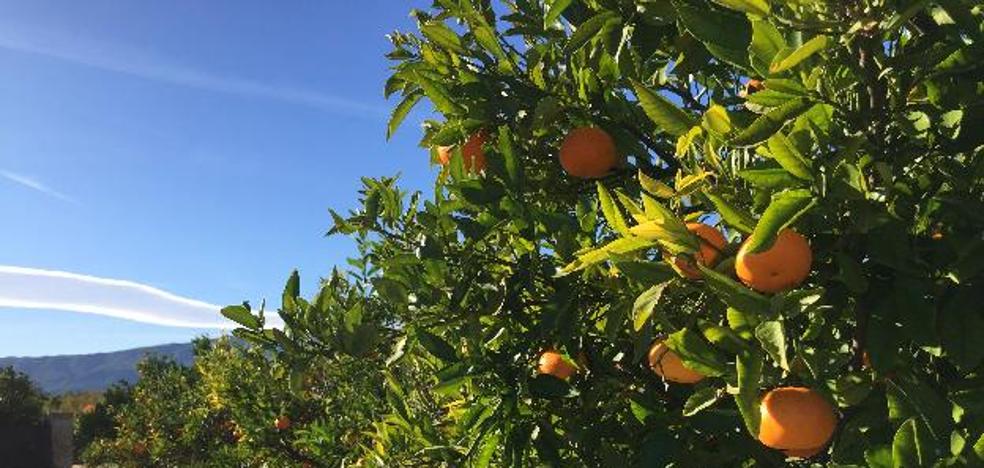 España pide ayudas a la UE para los sectores agrarios más afectados por la pandemia