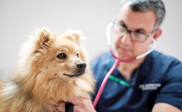 SOS de los refugios de animales: sin adopciones están al límite de capacidad