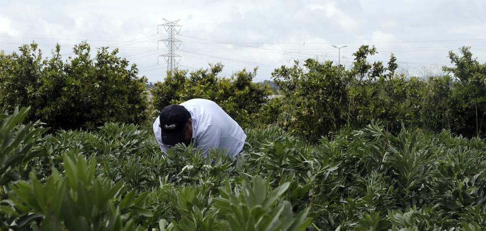 La UE acepta reducir burocracia y controles a los agricultores