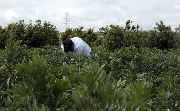 La UE acepta reducir burocracia y controles a los agricultores