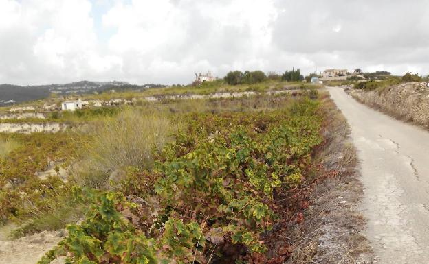 Teulada alerta del daño en las viñas por el aumento de conejos