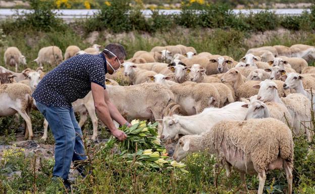 La falta de esquiladores por el virus pone en peligro a las ovejas de Valencia