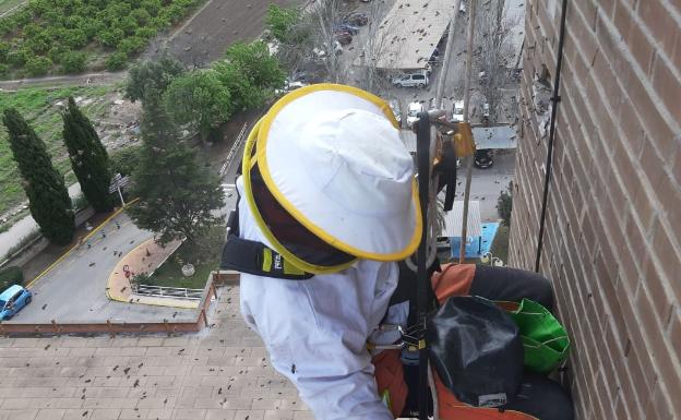 Los bomberos retiran varias colmenas de la cubierta del Hospital de Xàtiva