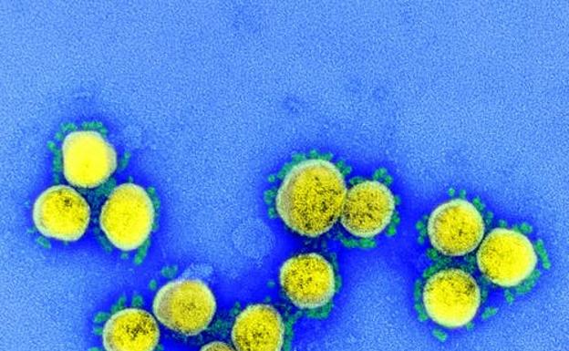 El virus de la Covid-19 ni se creó ni se escapó de un laboratorio