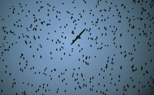 Un «aterrador» ejército de pájaros invade las calles de Texas