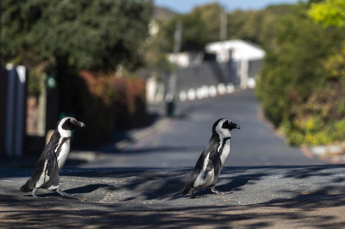 La fauna recoloniza la ciudad