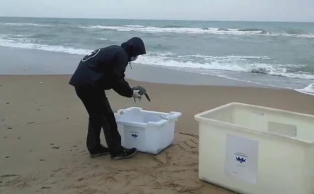 El Oceanogràfic suelta su tortuga número 500, rescatada tras tragar plástico