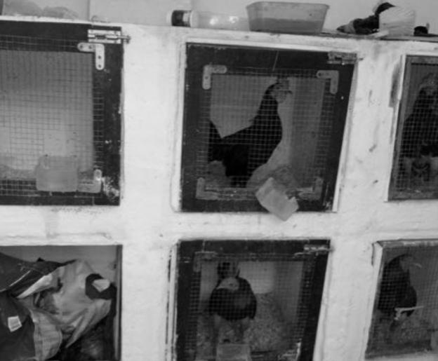 De gallos y okupas en el Cabanyal