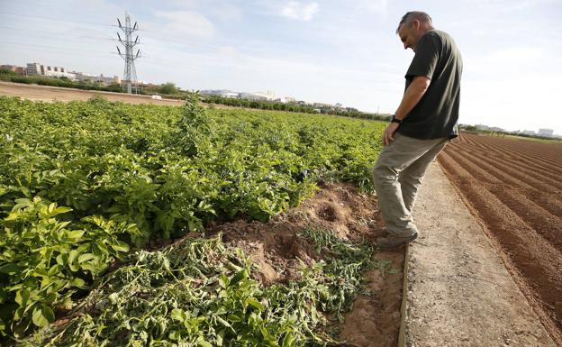 La huerta amanece con robos y tierras pisoteadas