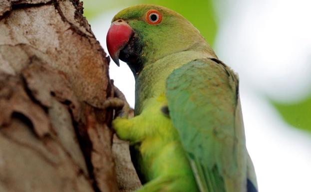 Las cotorras ganan espacio en Valencia durante el confinamiento
