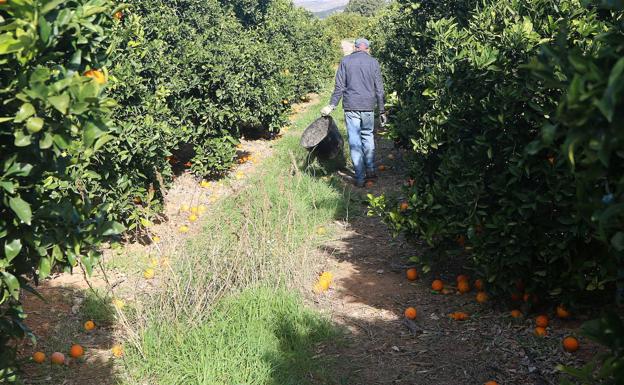 La Policía de la Generalitat desmantela 10 almacenes ilegales con toneladas de naranjas, almendras y algarroba