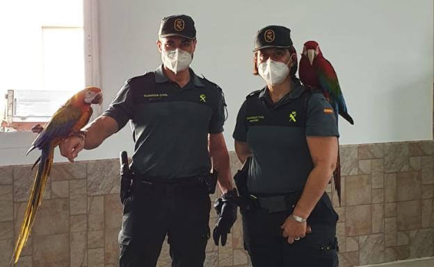 La Guardia Civil rescata a un guacamayo valorado en 2.000 euros en Quatretonda