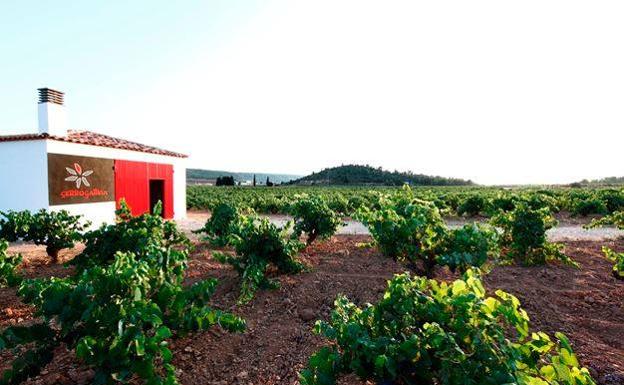 Cerrogallina, excelencia en vinos de Utiel-Requena