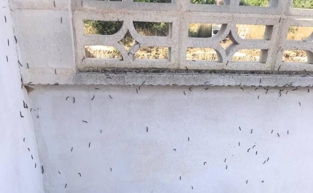 Vecinos de una urbanización de Picassent sufren una plaga de lombrices milpiés