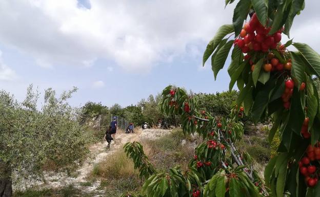 El comercio de la cereza en la Vall de Gallinera se pasa al 2.0.