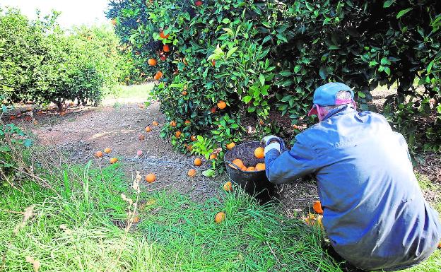 La UE prepara otro acuerdo con México que perjudicará a los cítricos valencianos