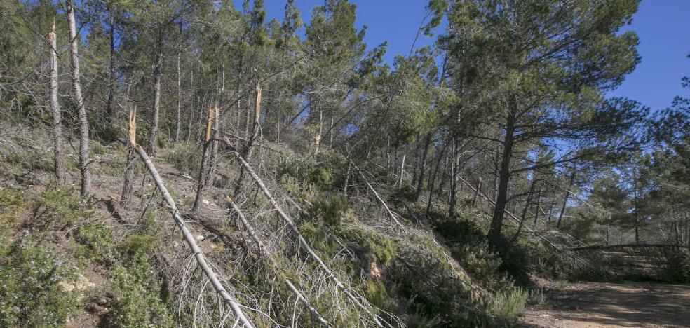 El Consell despedirá a 60 brigadistas forestales en plena época de incendios